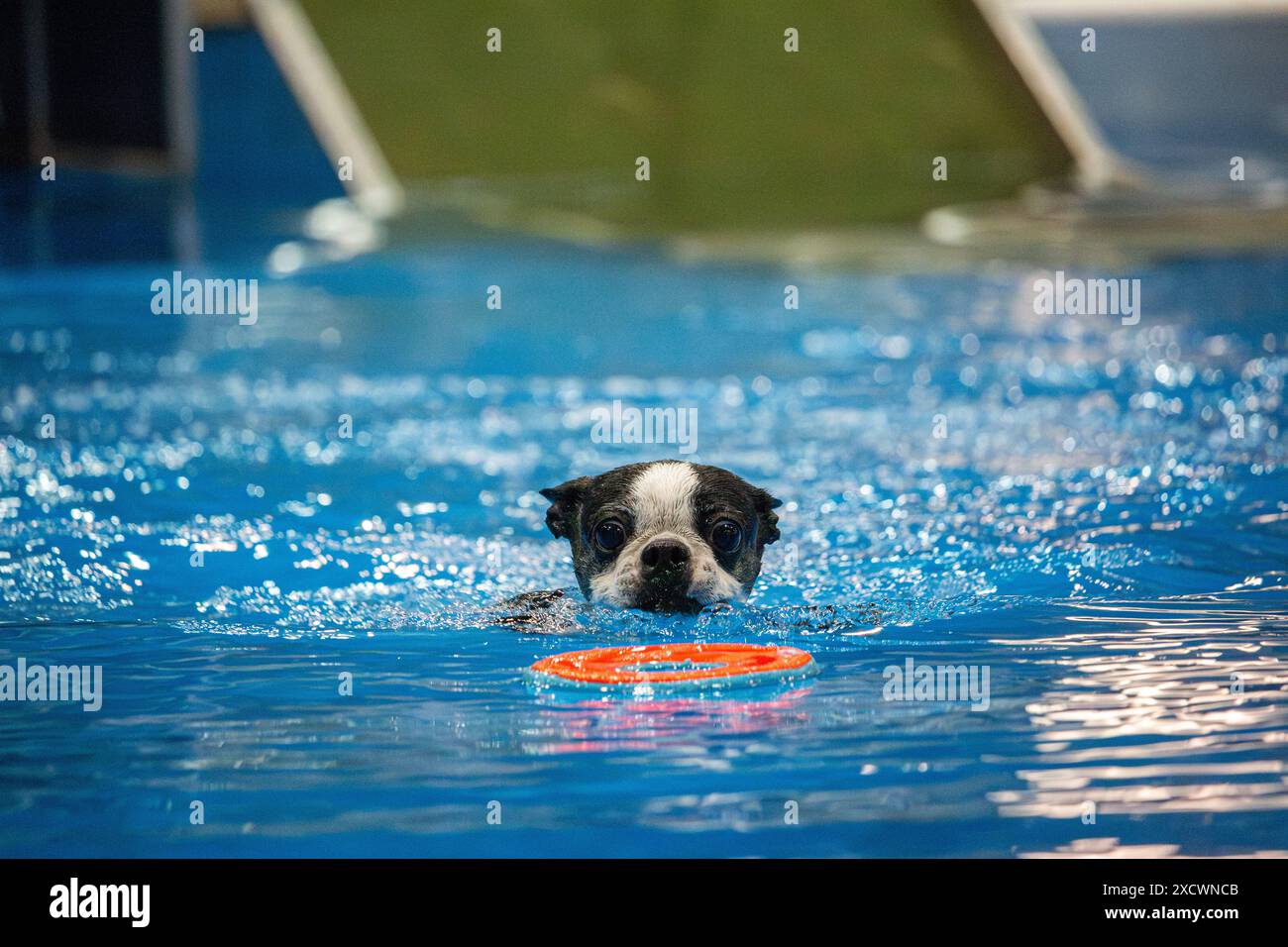 Montréal, Québec, Canada, 5 novembre 2017 : Dock jumping - SNAC - Un determinato Boston Terrier viene catturato nuotando verso il suo giocattolo preferito Foto Stock