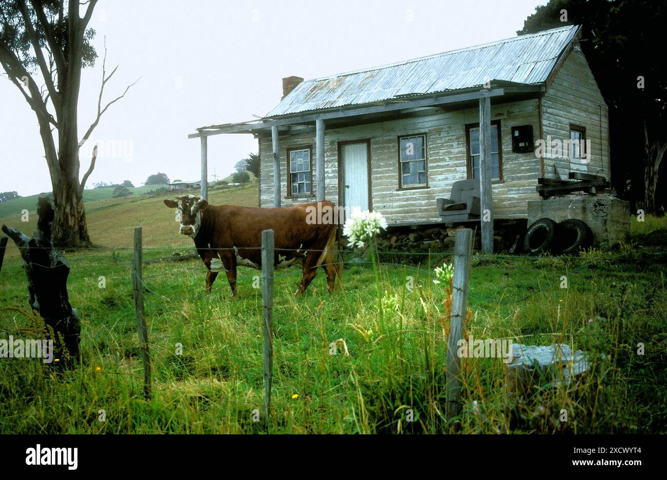 Vecchia fattoria, Tasmania, Australia Foto Stock
