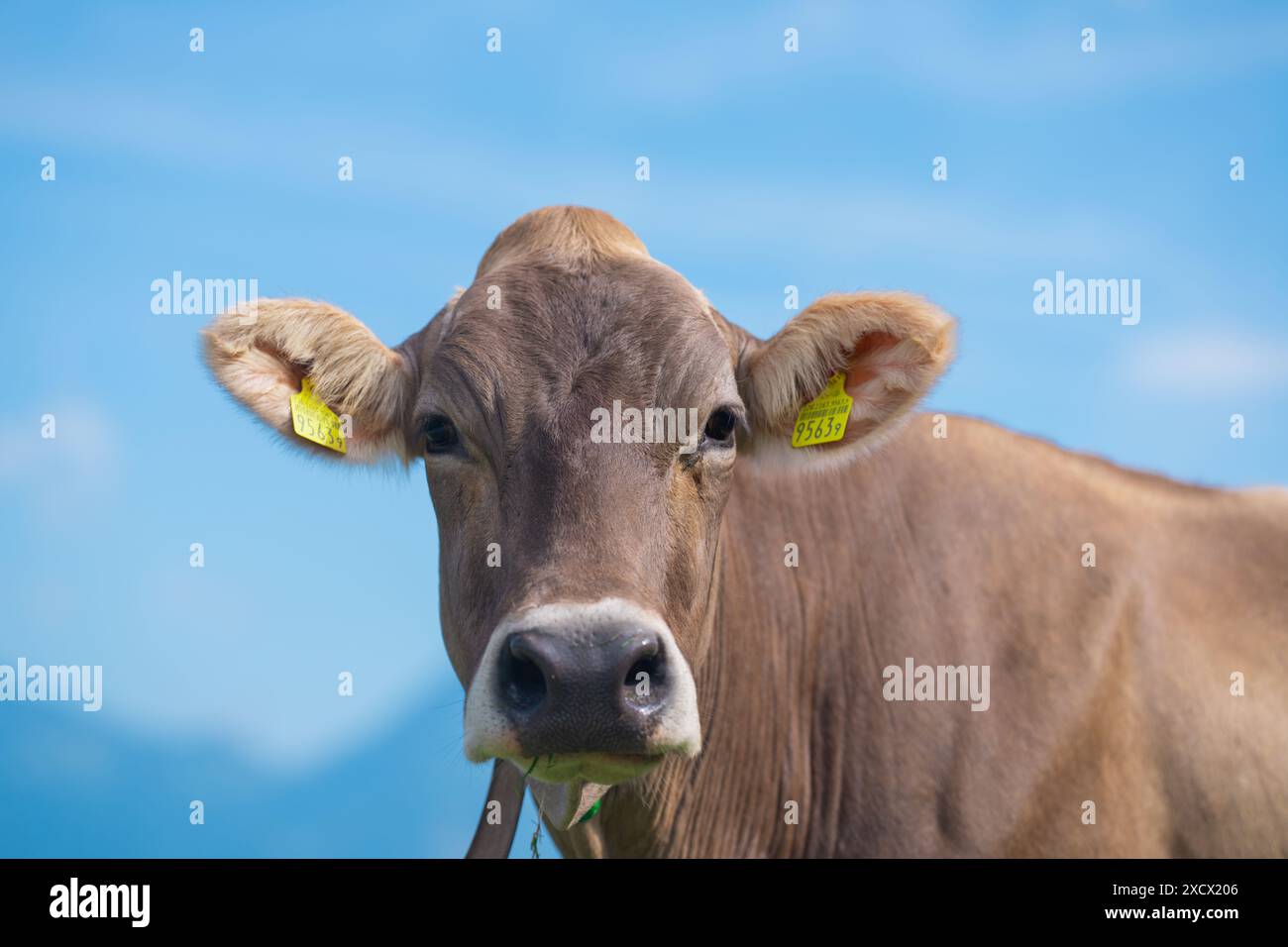 La mucca sta guardando la telecamera. La faccia delle mucche da vicino. Mucche che pascolano sui terreni agricoli. Pascolo di bestiame in un campo verde. Mucche in un campo in un allevamento di bestiame ecologico. Organico Foto Stock