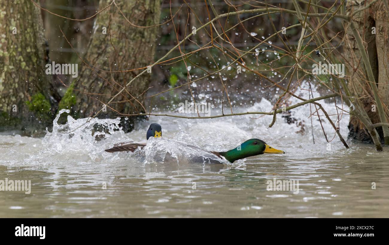 Mallard [ Anas platyrhynchos ] anatre maschi che si inseguono a vicenda nello stagno Foto Stock