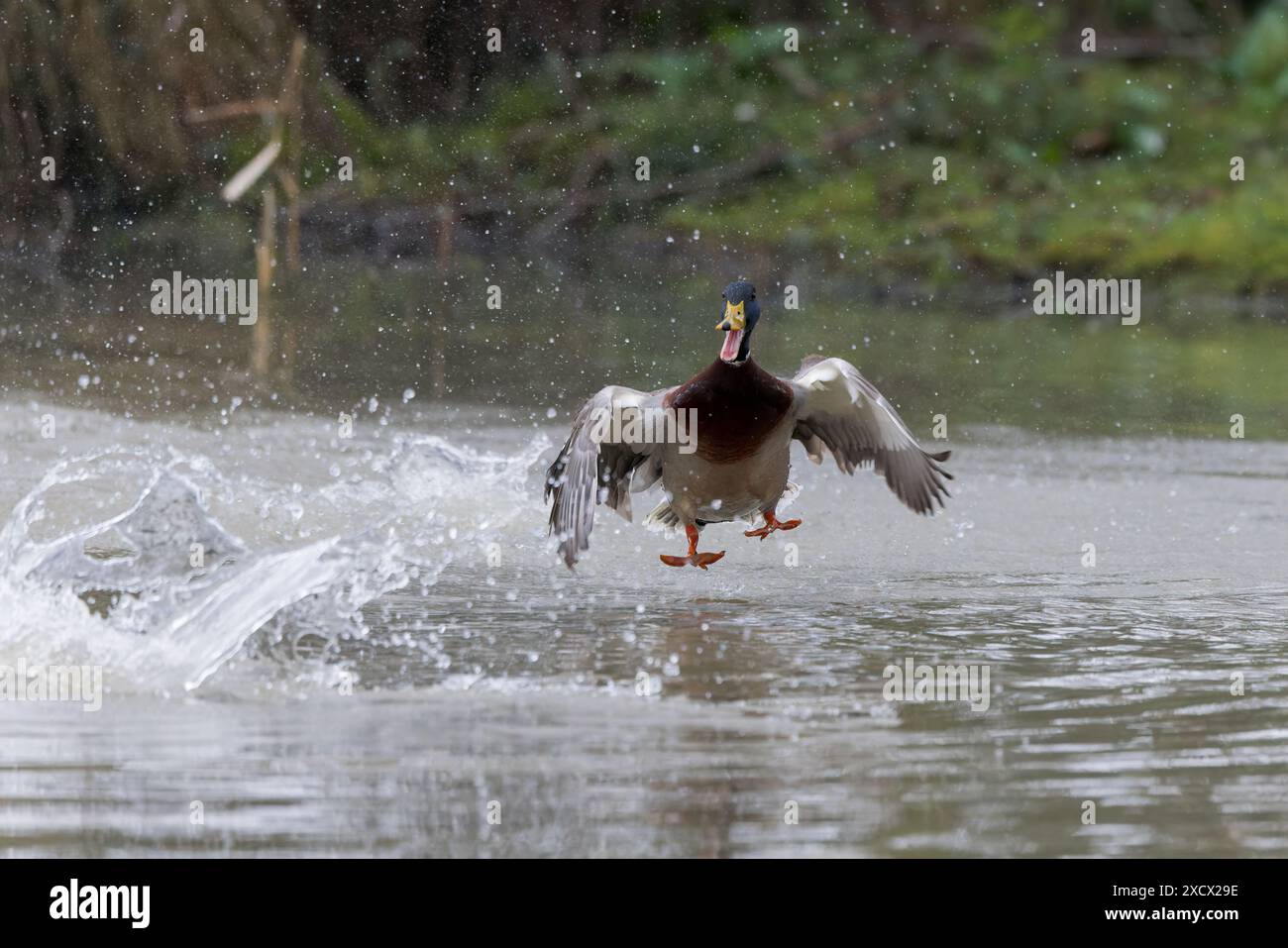 Mallard [ Anas platyrhynchos ] anatra maschio che atterra nello stagno durante un inseguimento con altre anatre Foto Stock