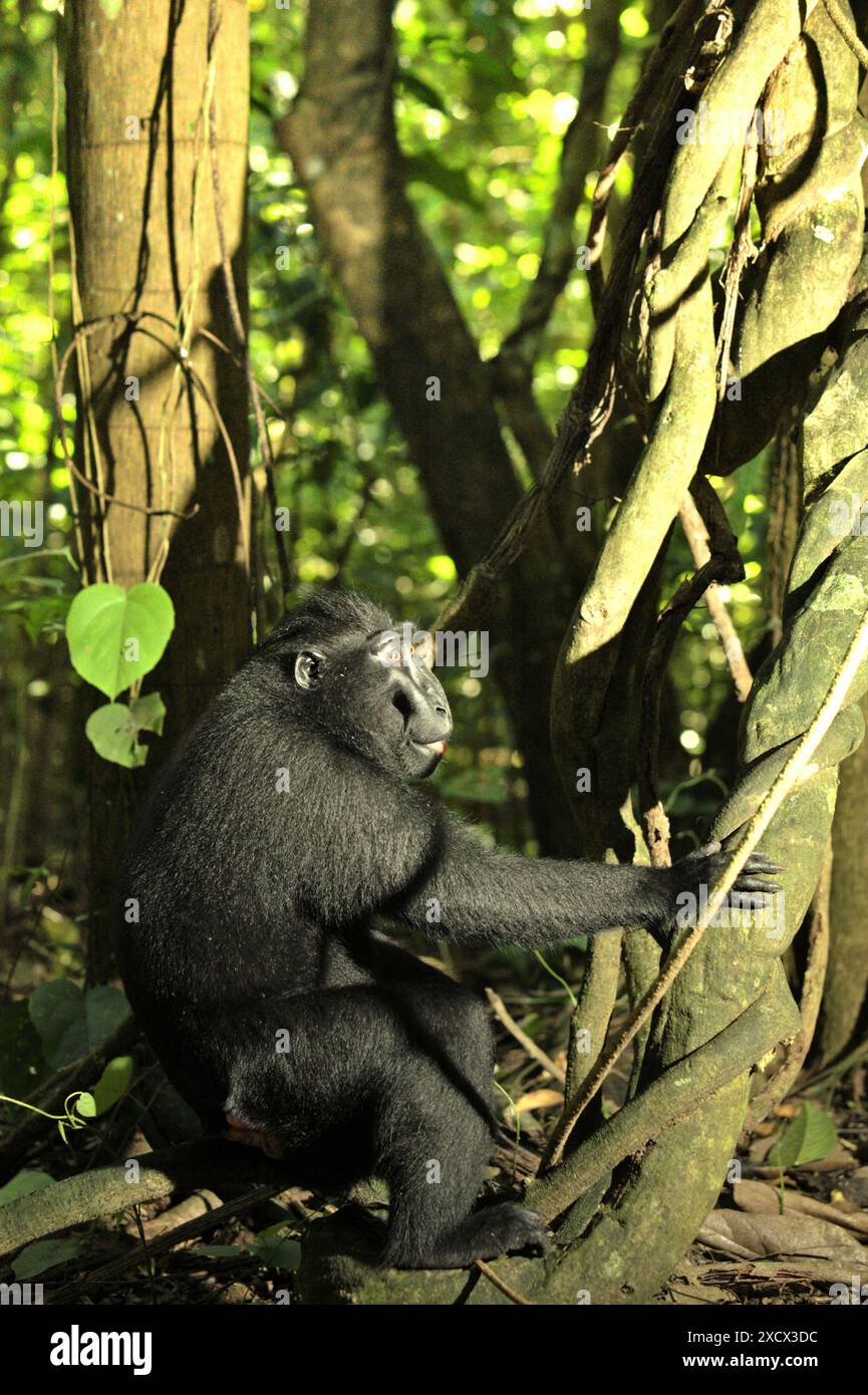 Ritratto di un macaco Sulawesi crestato nero (Macaca nigra) seduto su un vitigno liana nella riserva naturale di Tangkoko, Sulawesi settentrionale, Indonesia. Foto Stock