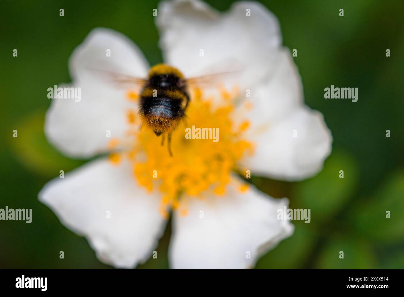 Bumblebee atterra su una rosa selvatica nella foresta Foto Stock