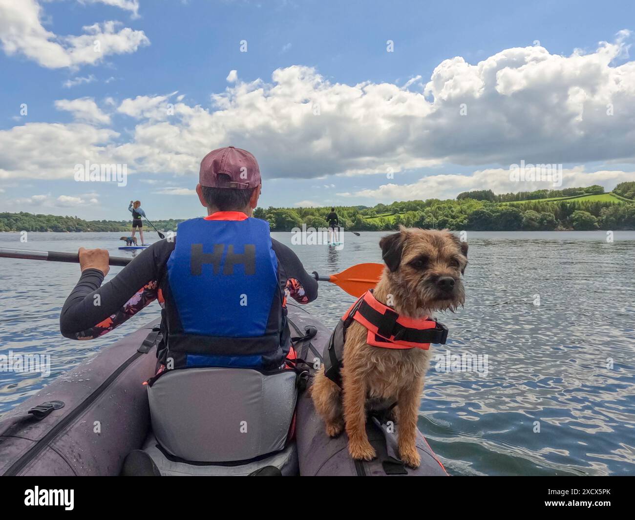 Un terrier di confine su un kayak gonfiabile che scende lungo il fiume Dart nel Devon Foto Stock