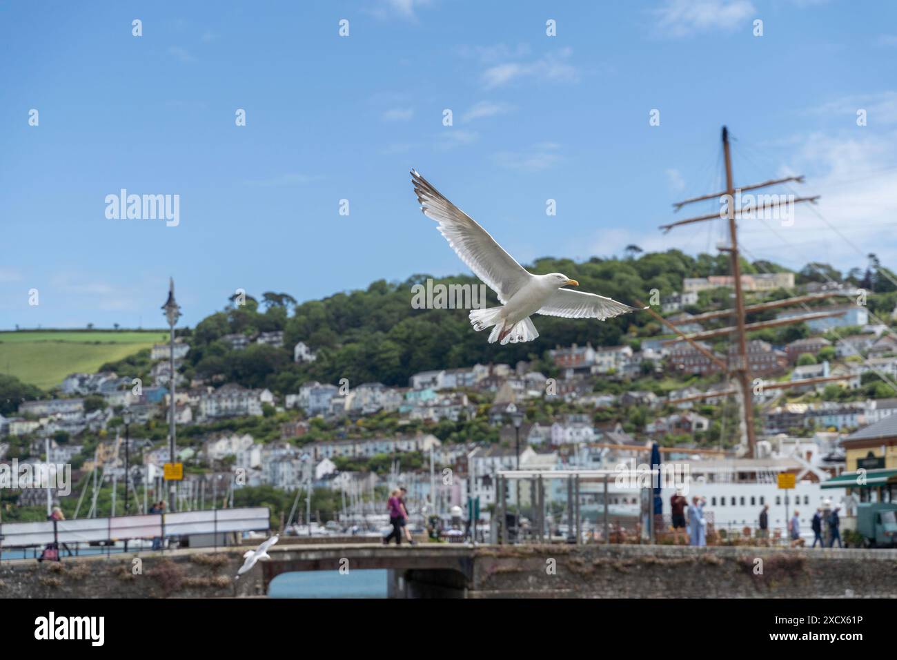 Un gabbiano opportunista sorvola il porto di Dartmouth in cerca di cibo con Kingswear sullo sfondo Foto Stock