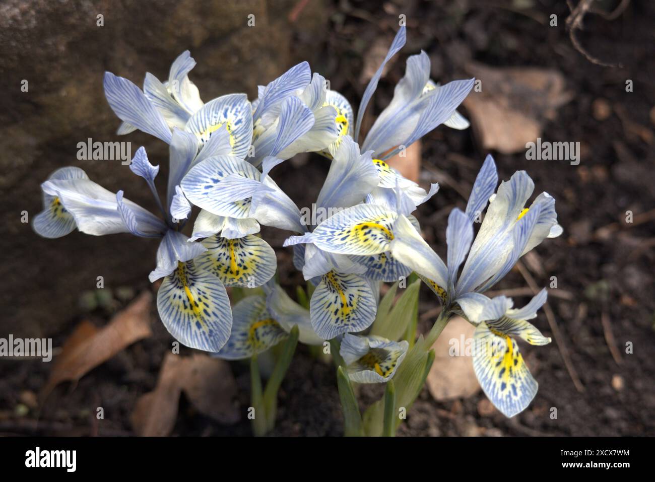 Immagine di un Iris reticolato in fiore. (iris reticulata) Foto Stock
