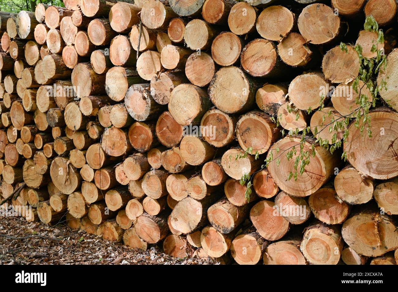 Pila di legno per fornelli antincendio dalla parte anteriore Foto Stock