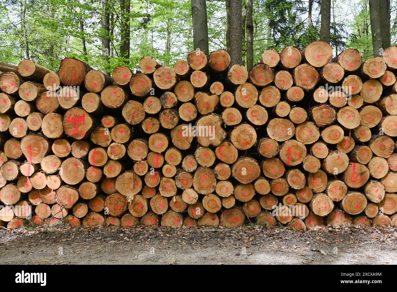 Pila di legna per stufe da fuoco in una foresta Foto Stock