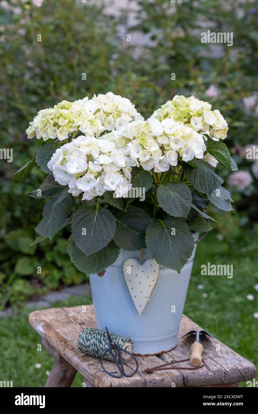 sistemazione in giardino con ortensia bianca macrophylla in secchio di smalto vintage Foto Stock