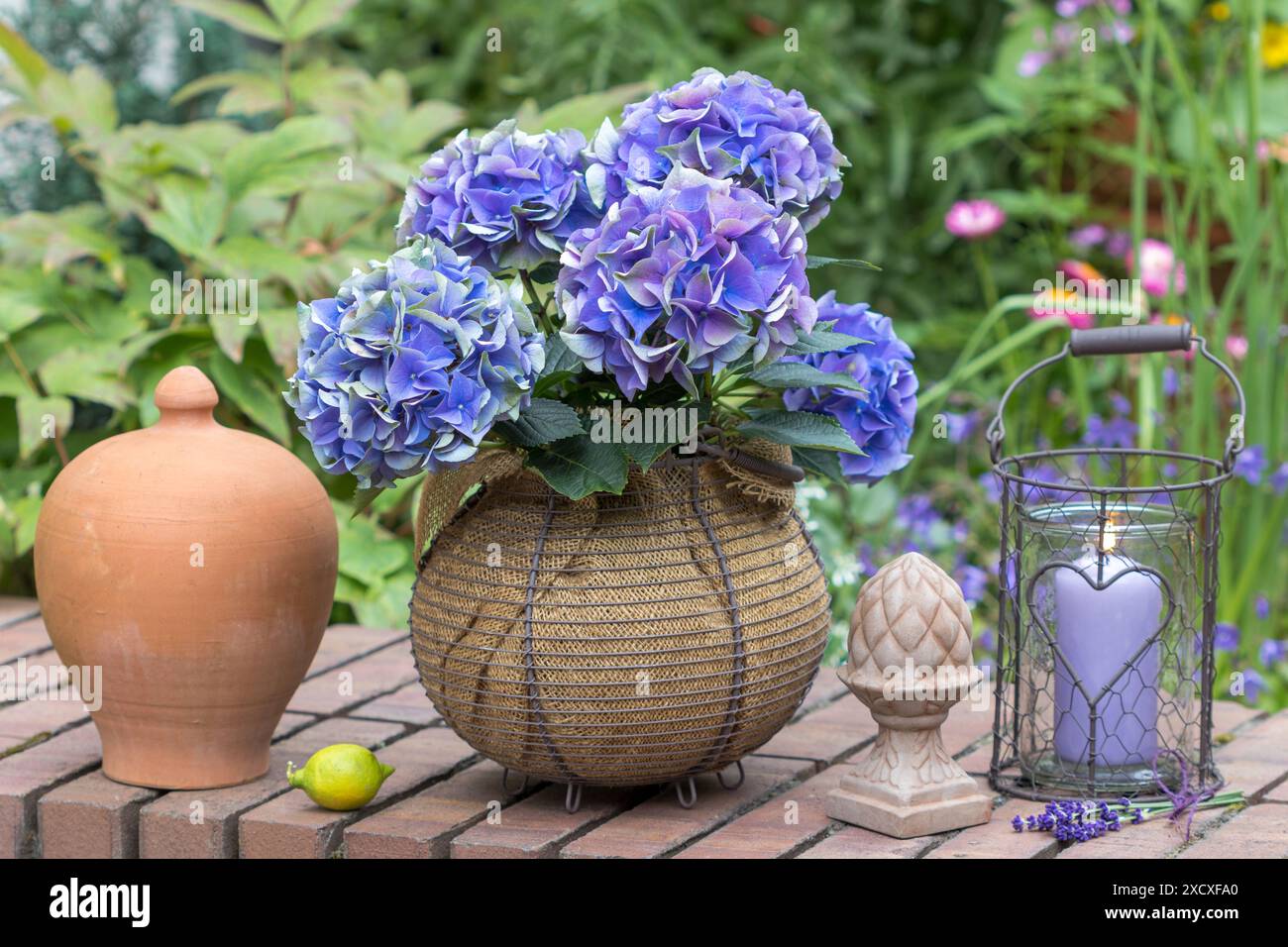 giardino estivo con ortensie blu macrophylla in cesto per le uova e lanterna rustica Foto Stock