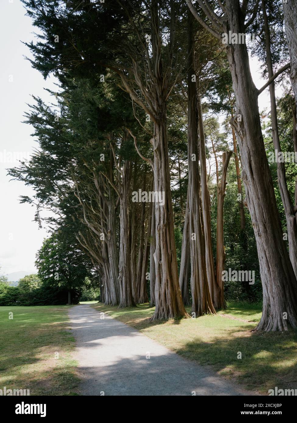 Un viale di alberi di cedro maturi e sentiero a Plas Newydd, Anglesey, Galles, Regno Unito Foto Stock