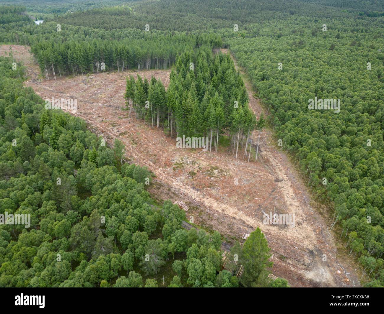 Silvicoltura commerciale di abbattimento degli alberi vicino a Cambus o May, Ballater Aberdeenshire Scozia Foto Stock