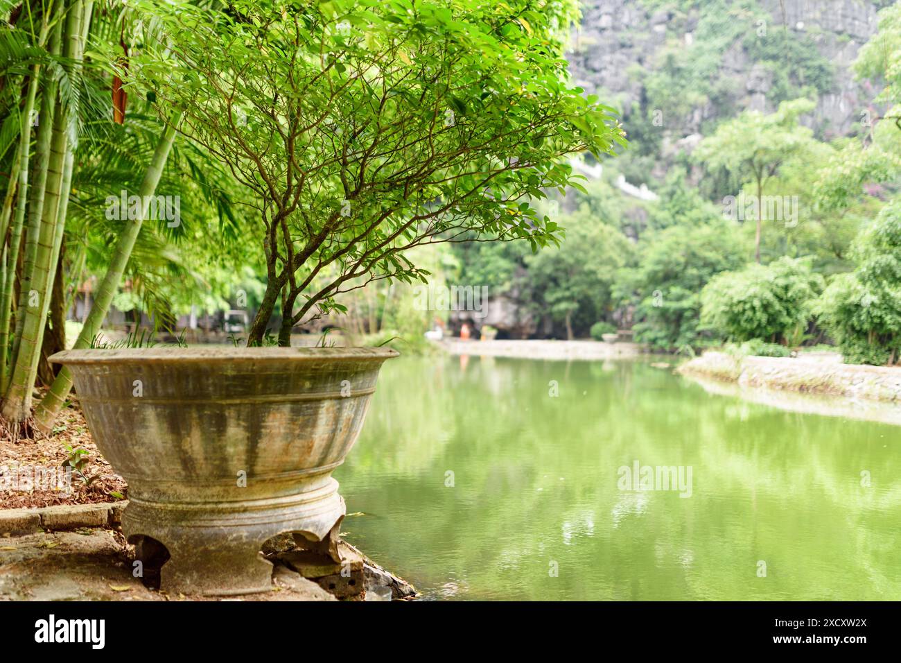 Scenografico albero verde che cresce in vaso vicino allo stagno artificiale nella provincia di Ninh Binh, Vietnam. La provincia di Ninh Binh è una popolare destinazione turistica dell'Asia. Foto Stock