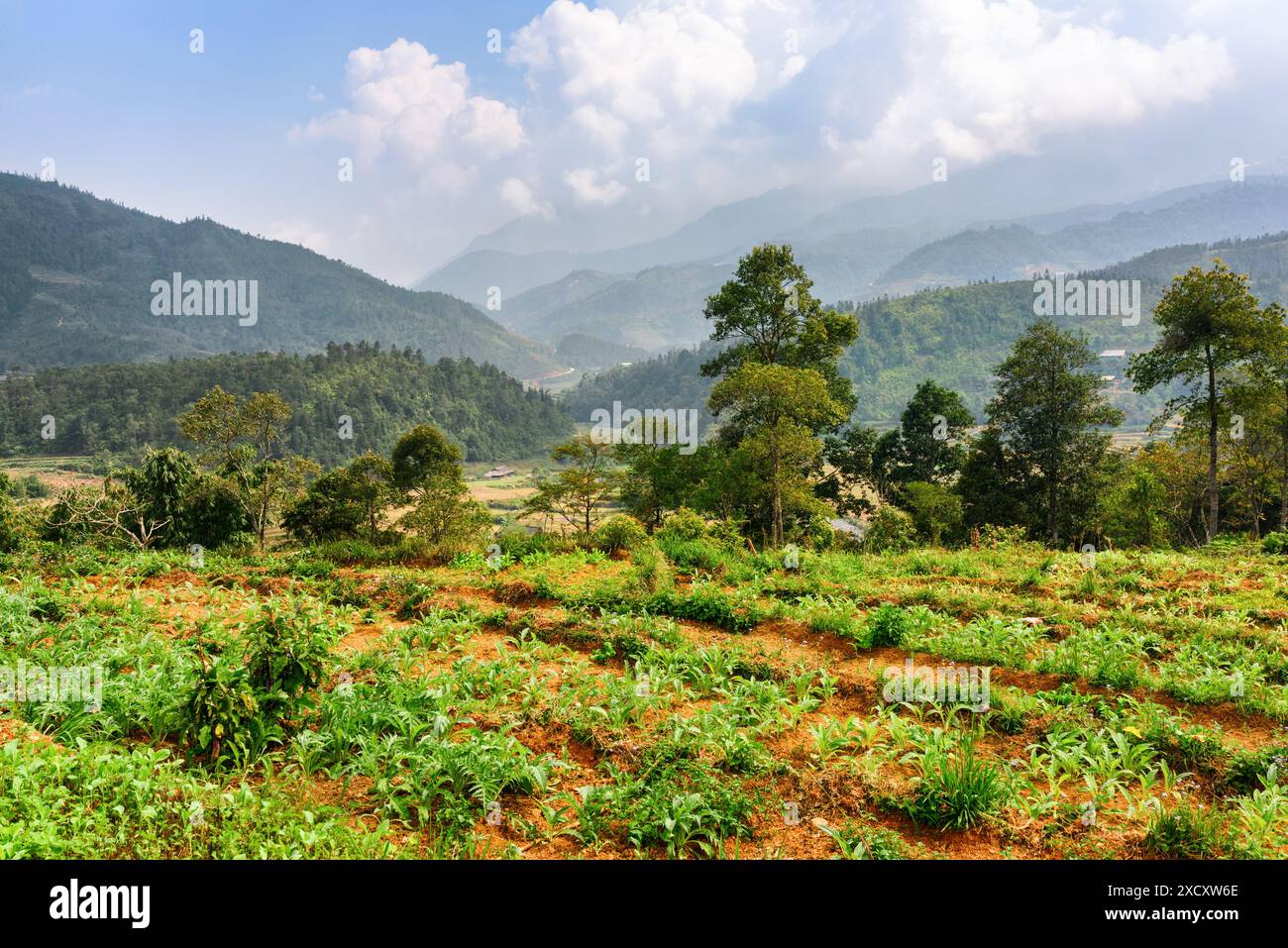 Boschi sugli altopiani del distretto di Sapa, provincia di Lao Cai, Vietnam. Il cielo nuvoloso e i monti Hoang Lien sono visibili sullo sfondo. Foto Stock