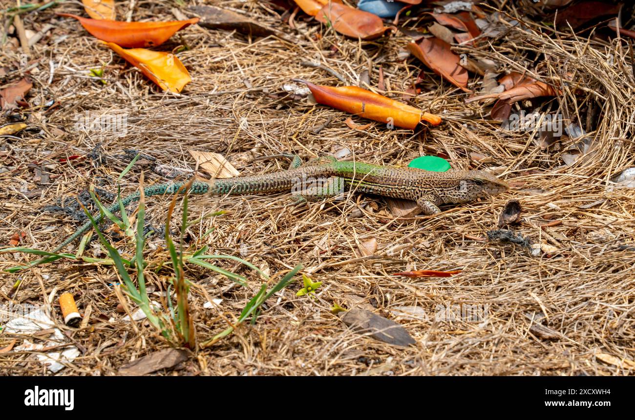 Primo piano di una lucertola verde nel Suriname (Ameiva ameiva) Foto Stock