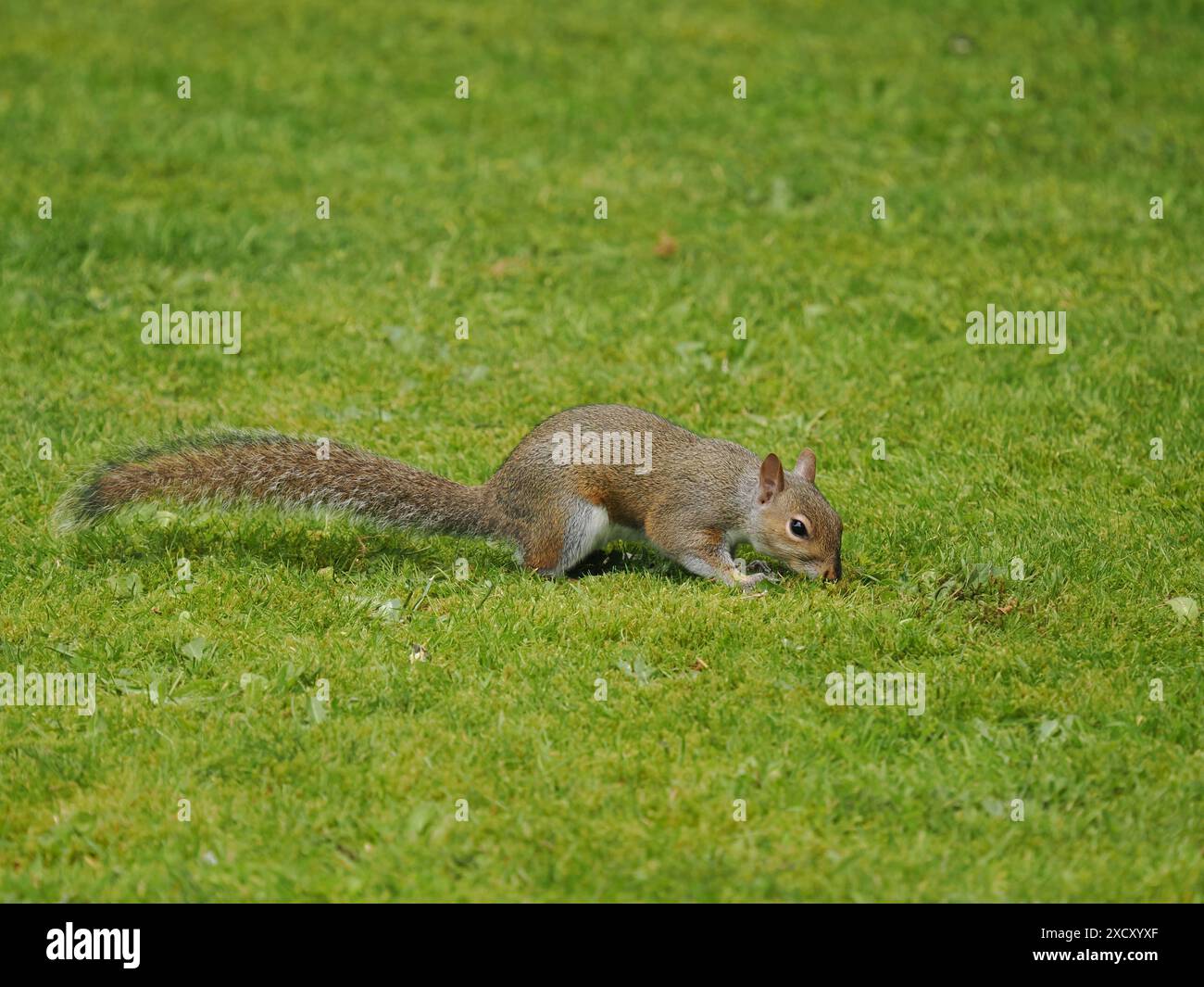 Gli scoiattoli grigi trascorrono lunghi periodi a terra alla ricerca di cibo, o alla ricerca di cibo in eccesso, tornano agli alberi per un ambiente più sicuro. Foto Stock