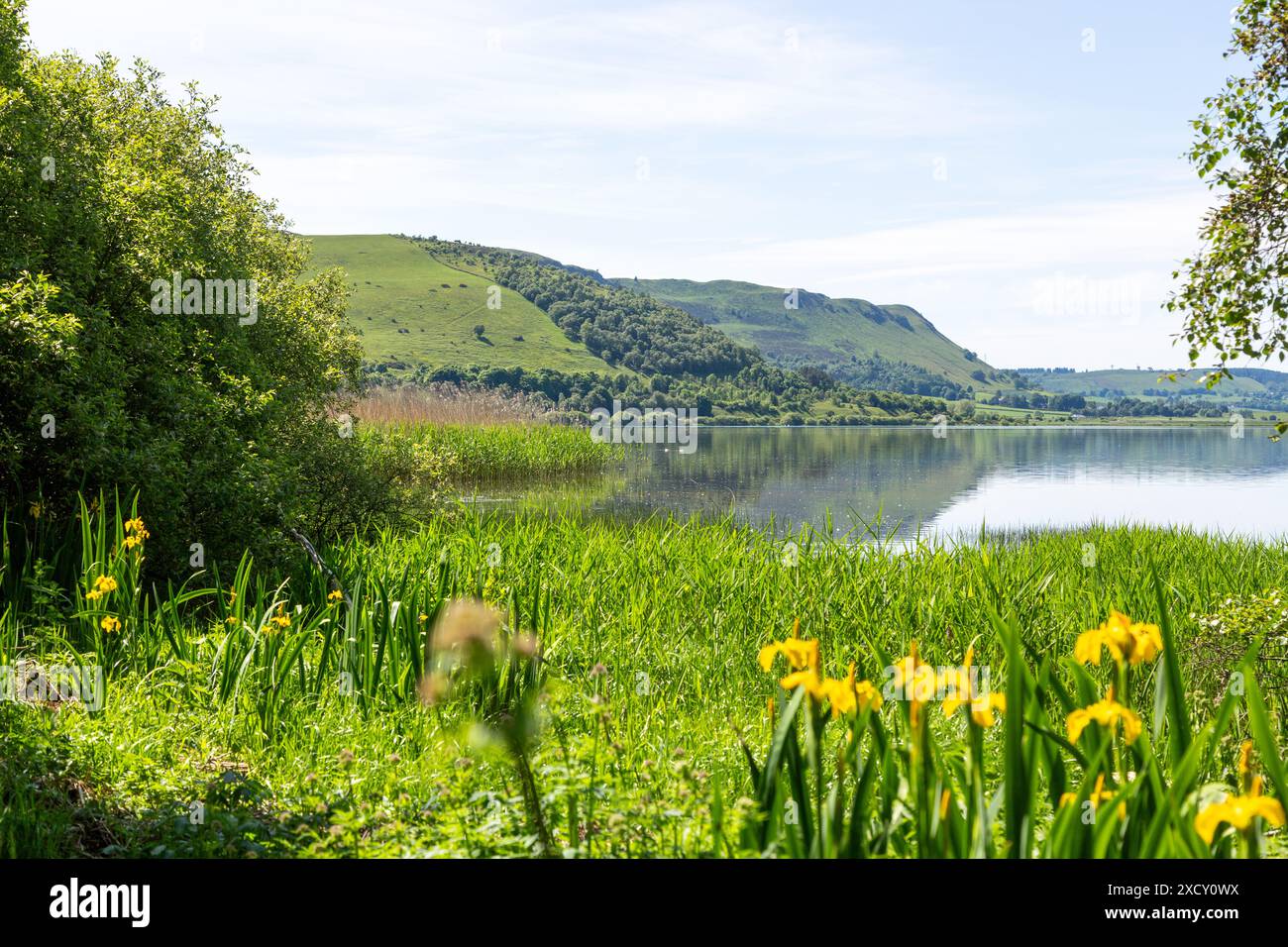 Bandiera gialla Iris (Iris Pseudacorus) di fronte al lago Leven con Benarty Hill sullo sfondo Foto Stock