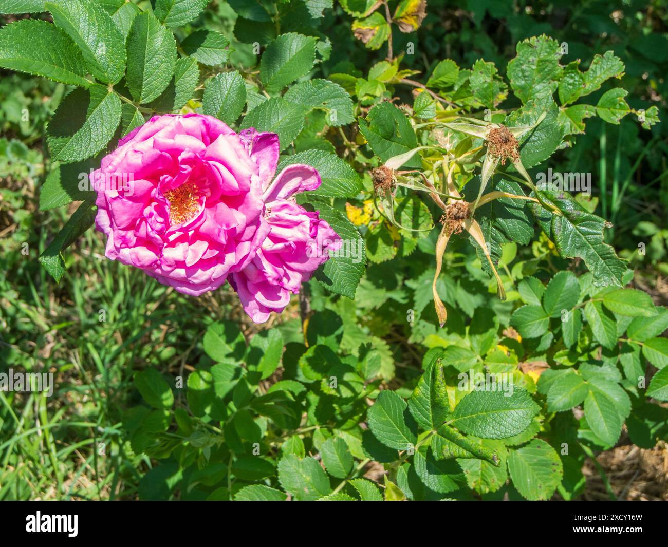 Primo piano di una rosa di cane completamente fiorita, una rosa di siepi (lat: Rosa canina) alla luce del sole estivo. Foto Stock