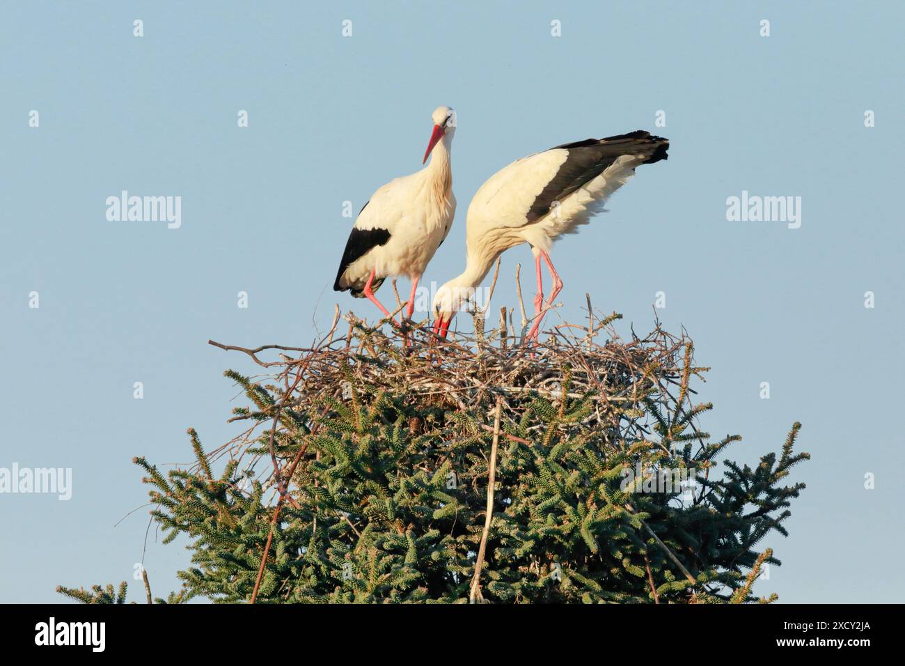 ZOOLOGIA, UCCELLI (AVES), USO NON ESCLUSIVO PER L'USO DI BIGLIETTI-BIGLIETTI-CARTOLINE-CARTOLINE-BIGLIETTI-CARTOLINE-PIEGHEVOLI Foto Stock