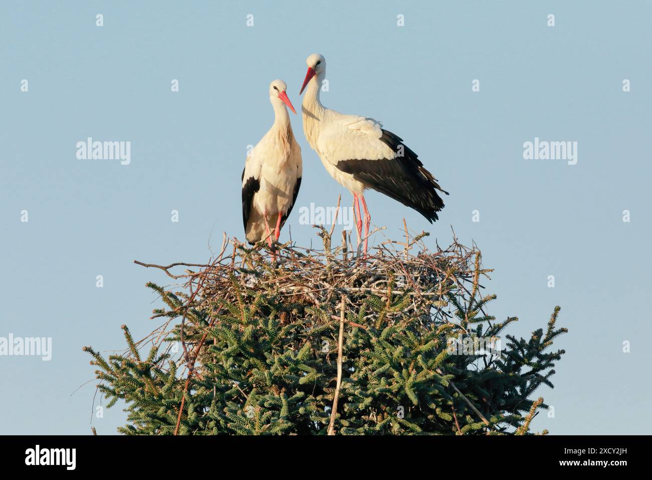 ZOOLOGIA, UCCELLI (AVES), USO NON ESCLUSIVO PER L'USO DI BIGLIETTI-BIGLIETTI-CARTOLINE-CARTOLINE-BIGLIETTI-CARTOLINE-PIEGHEVOLI Foto Stock