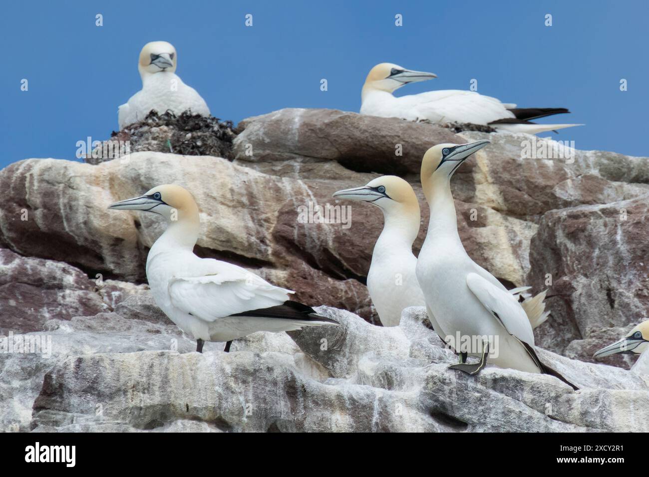 I gannetti si aprono sul bordo delle scogliere rocciose delle Isole del Canale di Ortac Alderney, parte della grande colonia di Gannet sull'isola Foto Stock
