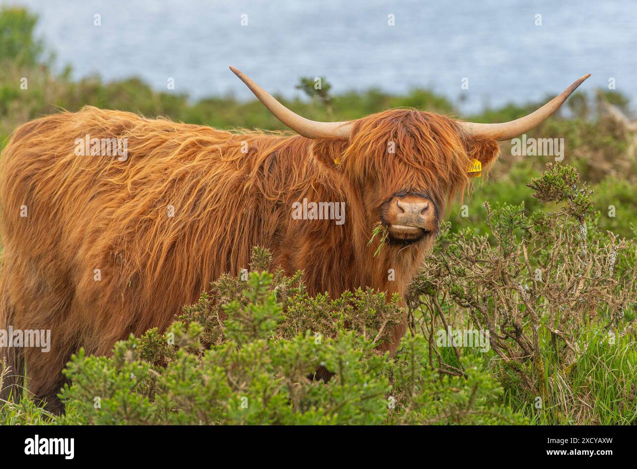 Mucche delle Highland vicino a un lago Foto Stock