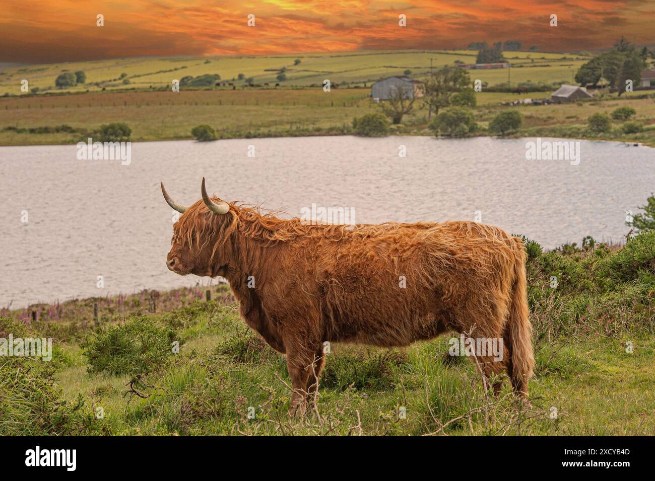 Mucca delle Highland vicino a un lago al tramonto Foto Stock