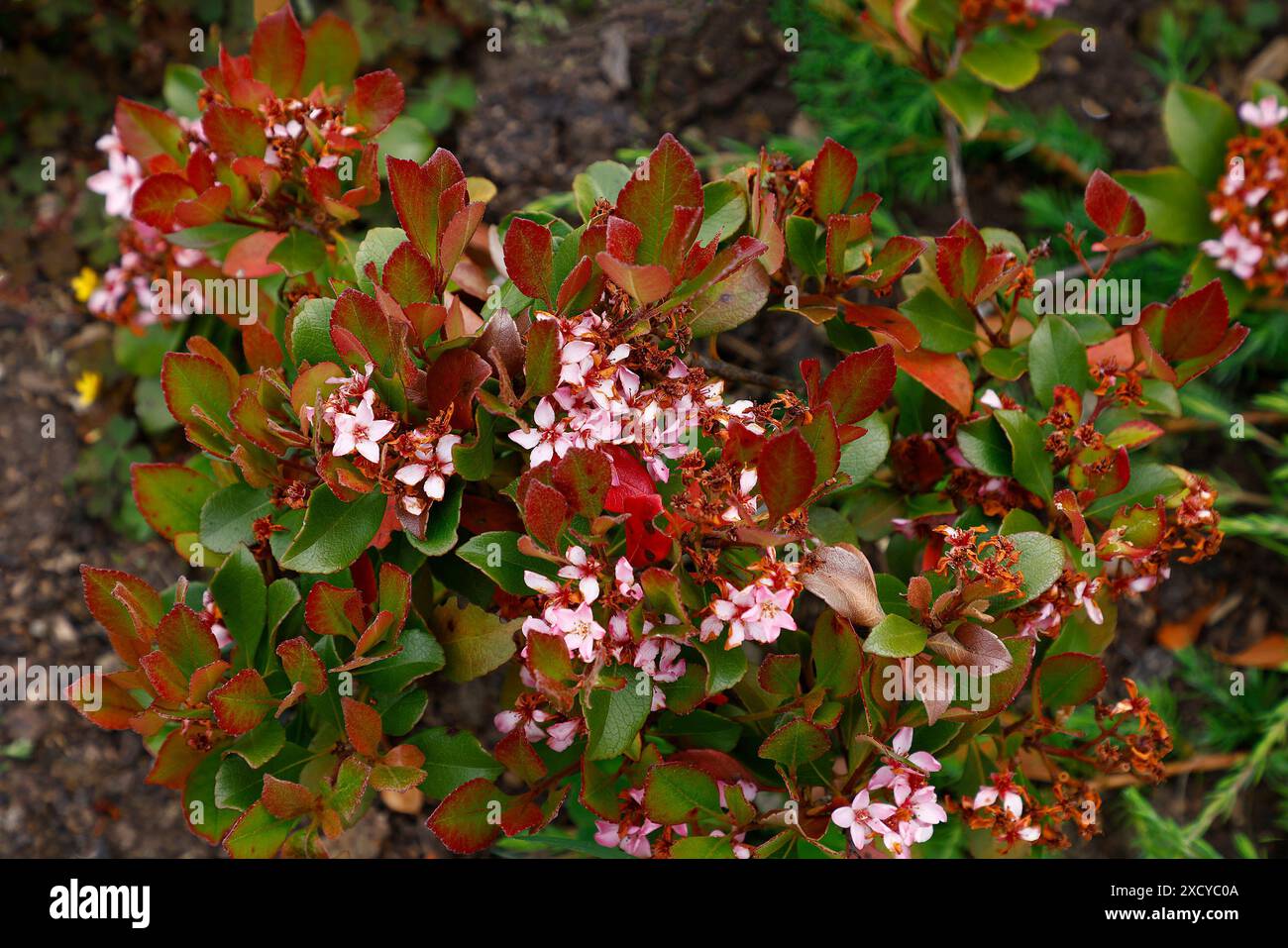 Primo piano dei fiori rosa dell'arbusto sempreverde a bassa crescita con nuove foglie di colore rosso rhaphiolepis delacourii coates cremisi. Foto Stock
