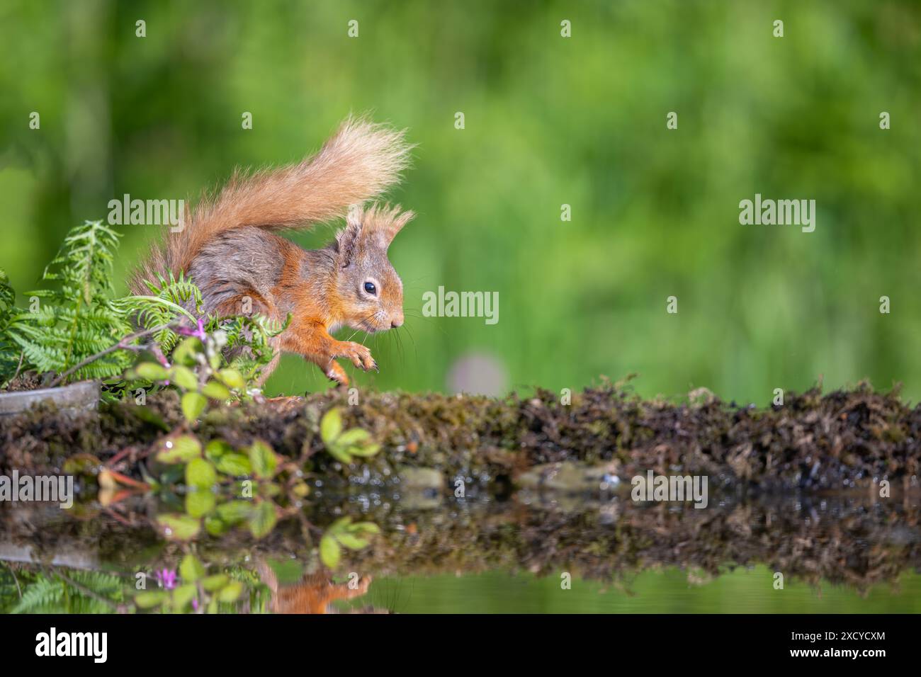 Red Squirrel, Sciurus vulgaris, sul lato di una piscina Foto Stock