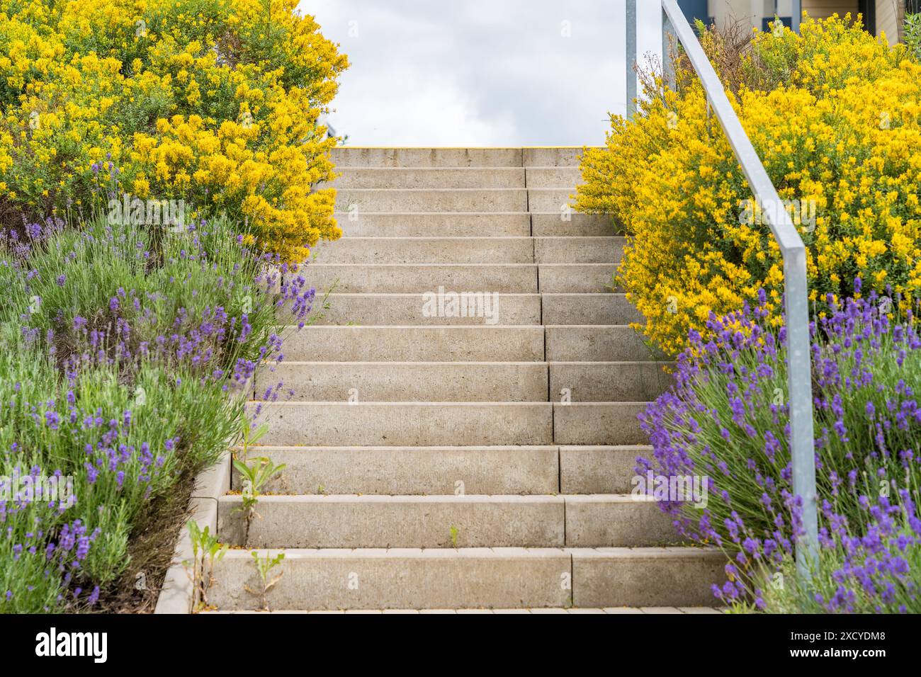 Una scena serena caratterizzata da scale fiancheggiate da vibranti fiori gialli e viola di lavanda. L'immagine cattura la bellezza naturale di un giardino in piena fioritura Foto Stock