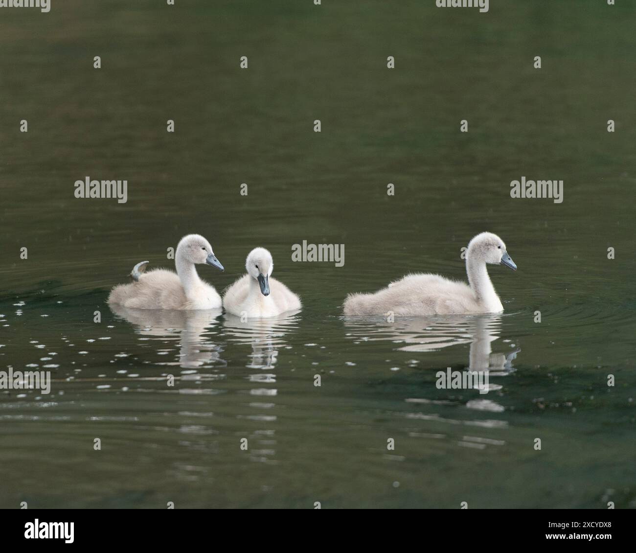 tre cigni piccoli, cygnet che nuotano Foto Stock