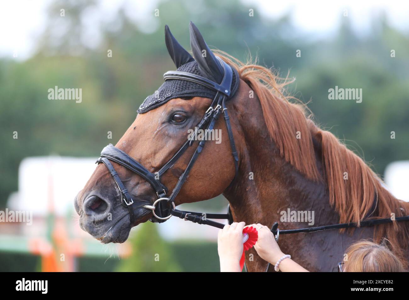 Capo di un cavallo da salto con rosetta del vincitore nella gara equestre. Cavallo che indossa il nastro durante l'evento dei vincitori. Sport equestri e. Foto Stock