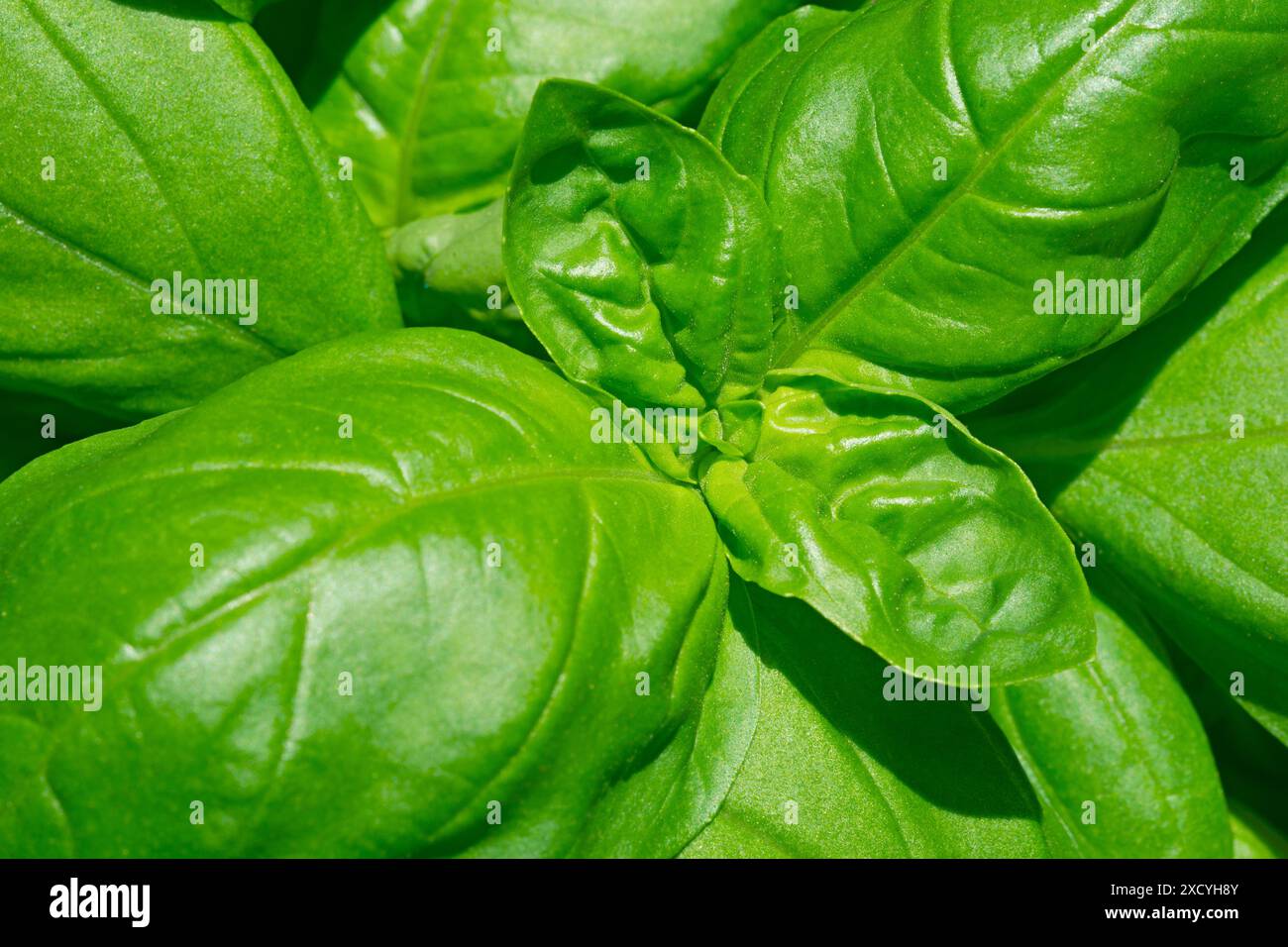 In prossimità della pianta di basilico Foto Stock