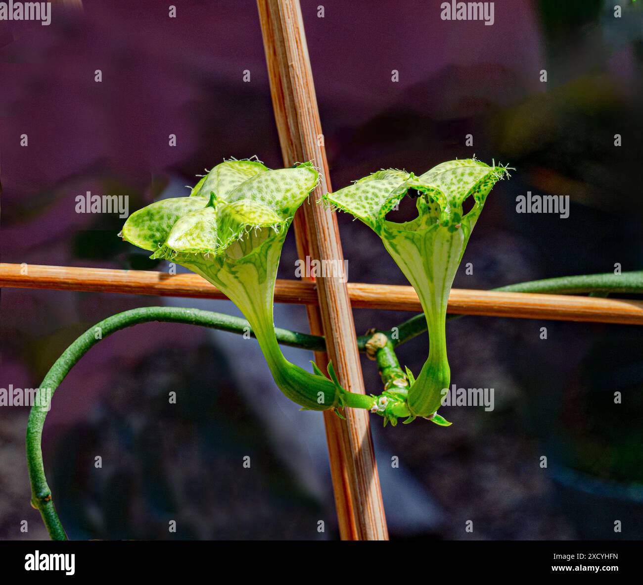 Impianto di paracadute (Ceropegia sandersonii). KIT, Karlsruhe, Germania, Europa. Foto Stock