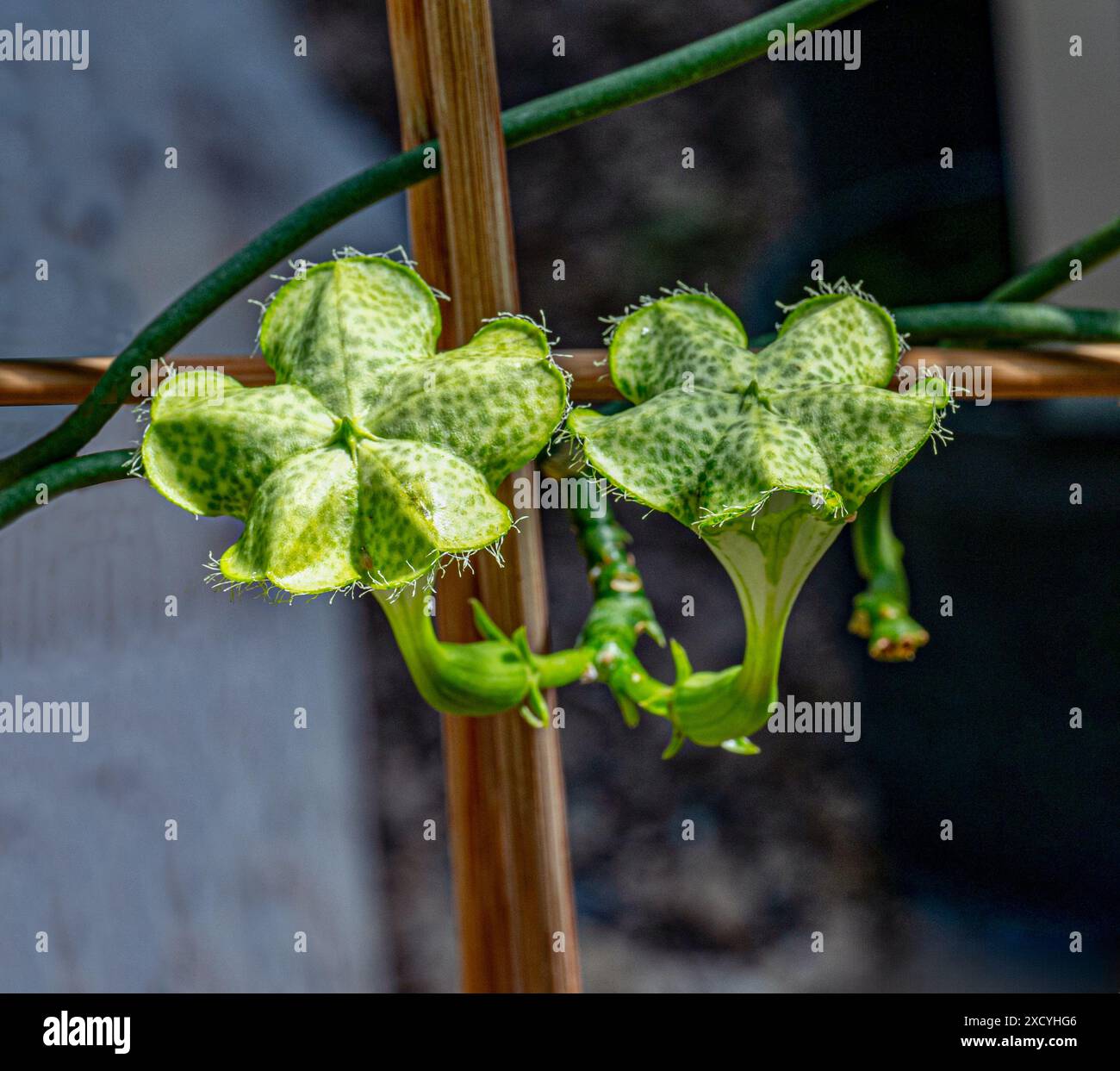 Impianto di paracadute (Ceropegia sandersonii). KIT, Karlsruhe, Germania, Europa. Foto Stock