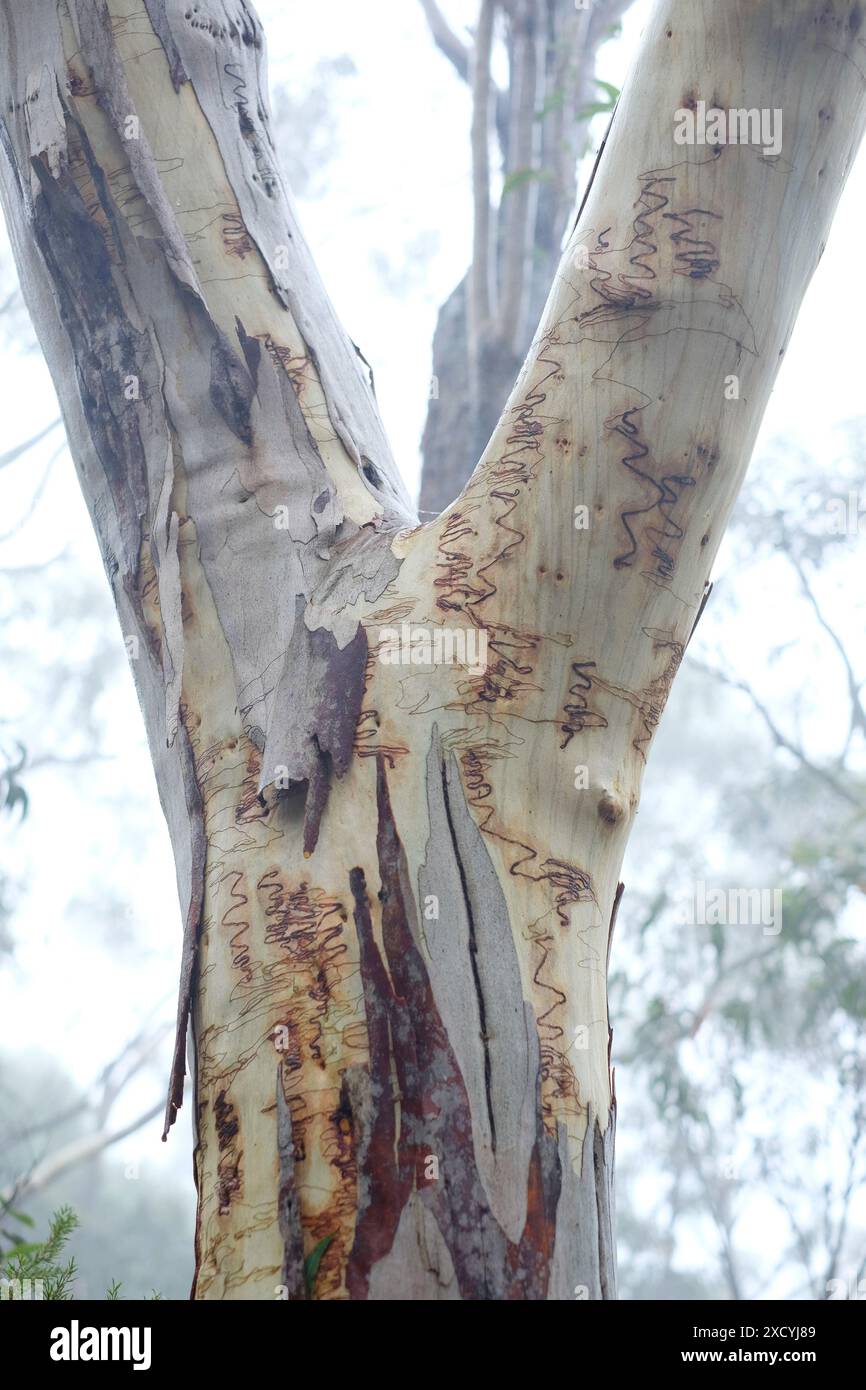 Tronco di una gomma scarabocchiata in primo piano nella nebbia lungo un sentiero a piedi a Echo Point, The Tree Sisters, (invisibile) Katoomba avvolta da una fitta nebbia. Foto Stock