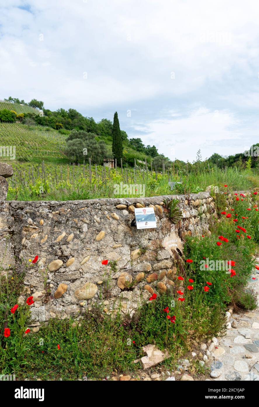 Vista su alcuni dei vigneti della Cave de Tain Foto Stock