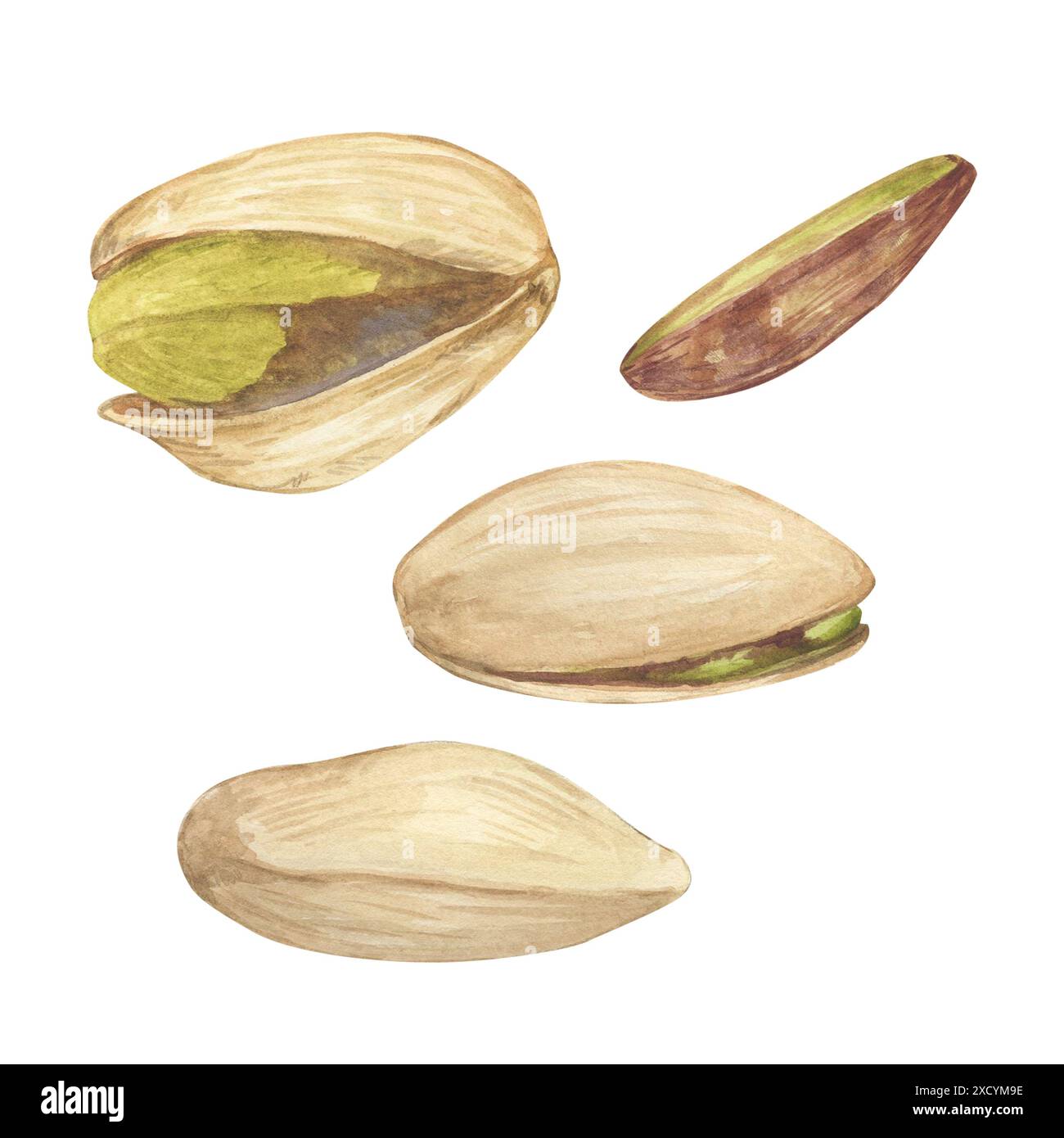 Set di illustrazioni ad acquerello con pistacchio. Schizzo di disegno botanico stilizzato. Isolato. Trafilato a mano, adatto per la progettazione di imballaggi per alimenti Foto Stock