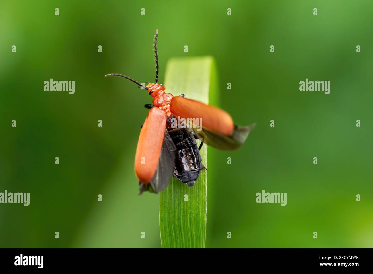 Cardinale Beetle con testa rossa (Pyrochroa serraticornis) con corpo nero visibile quando le ali si aprono Foto Stock