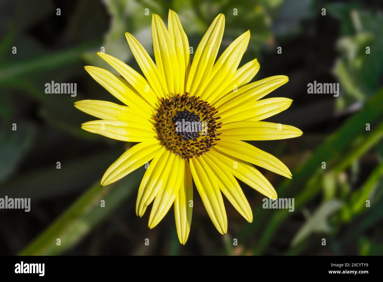 Macina di un bellissimo fiore giallo selvatico proveniente da un prato portoghese settentrionale Foto Stock