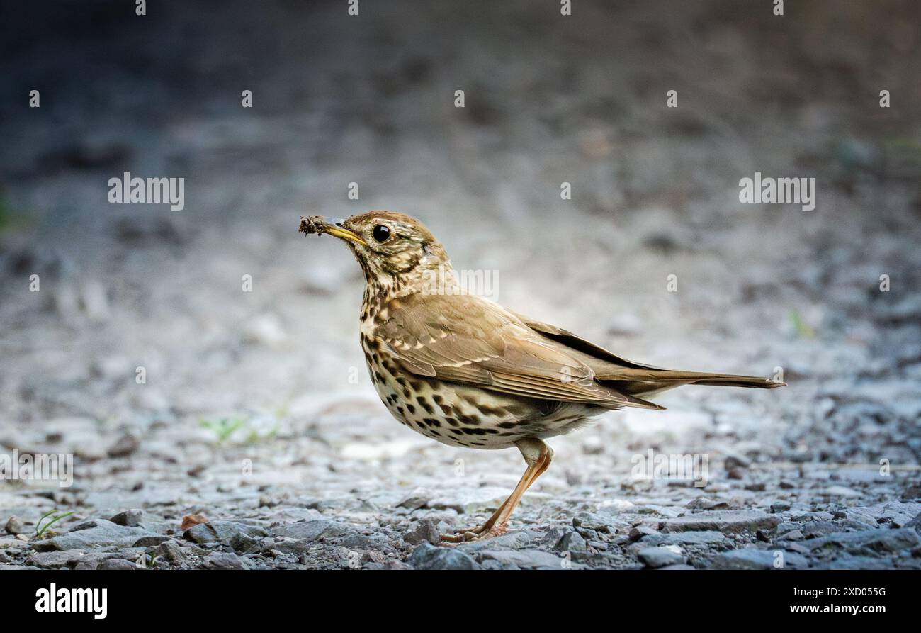 Un Song Thrush in piedi su ghiaia che tiene Un verme nel becco Foto Stock