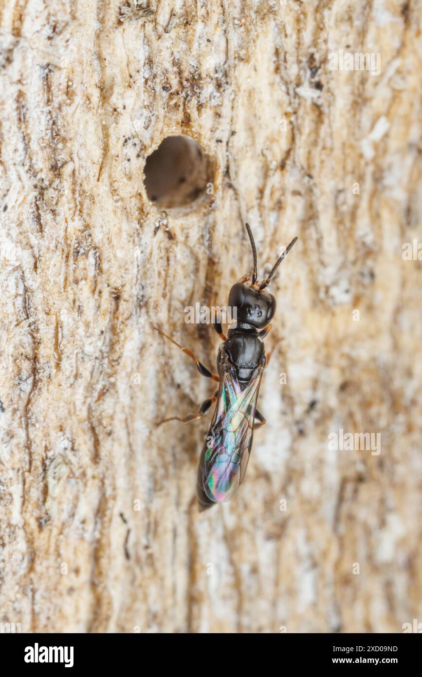 Vespa Crabronid (Passaloecus sp.) - Donna Foto Stock