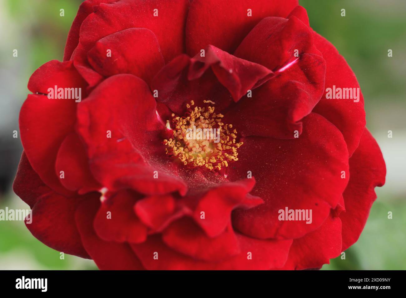 Rosa rossa fiorita in giardino. Messa a fuoco selettiva, primo piano. Foto Stock