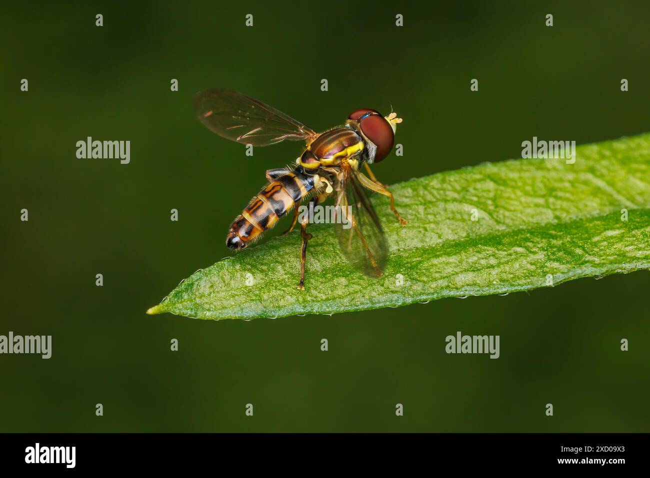 Calligrafo orientale (Toxomerus geminatis) - maschio Foto Stock