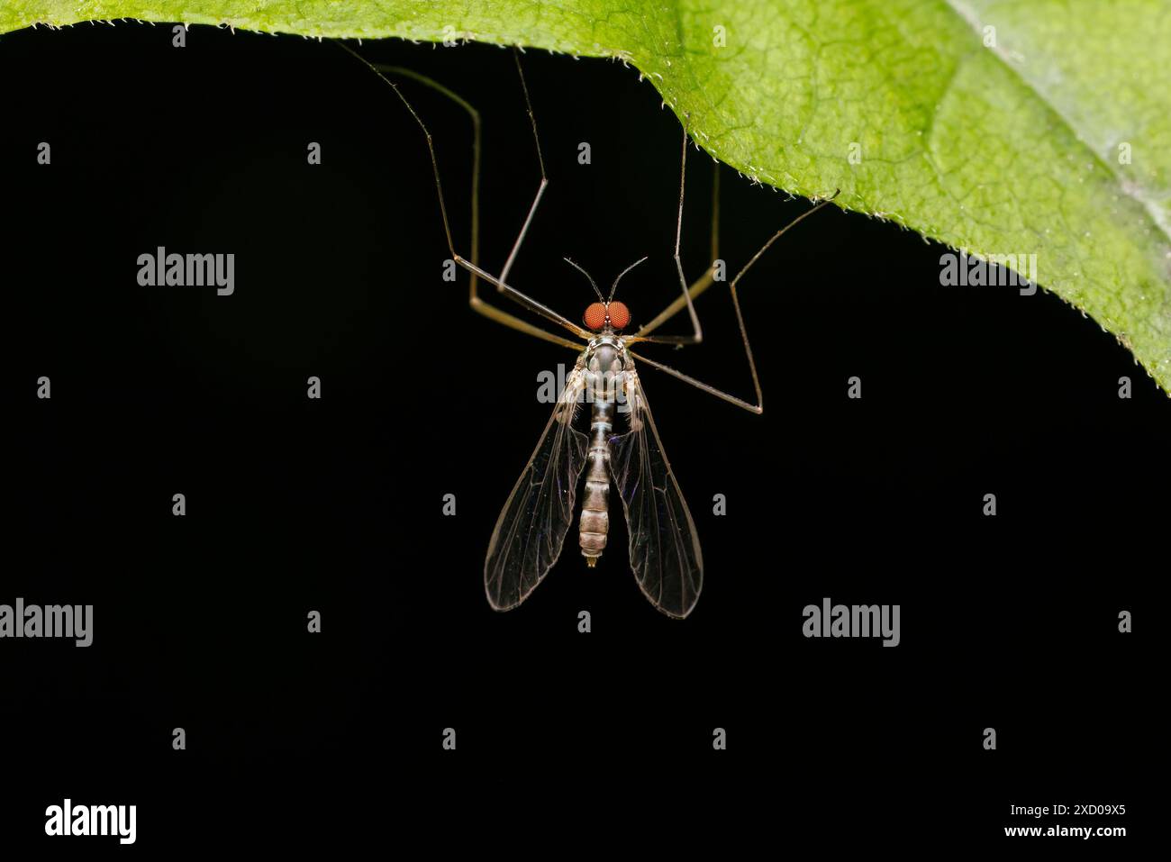 Midge con alette nette (Blepharicera sp.) Foto Stock