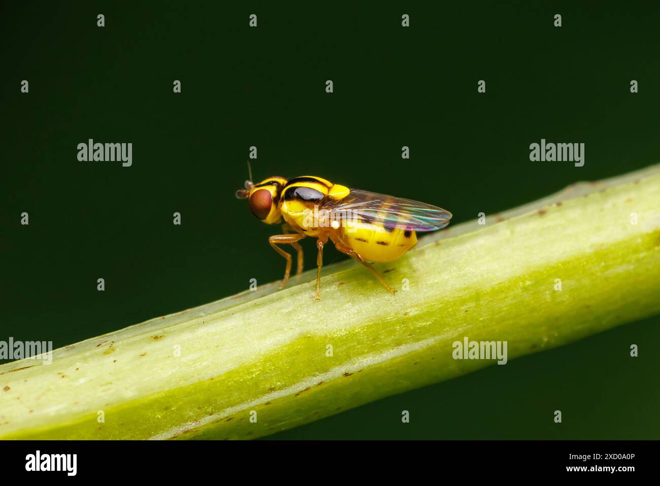 Grass Fly (Thaumatomyia glabra) Foto Stock