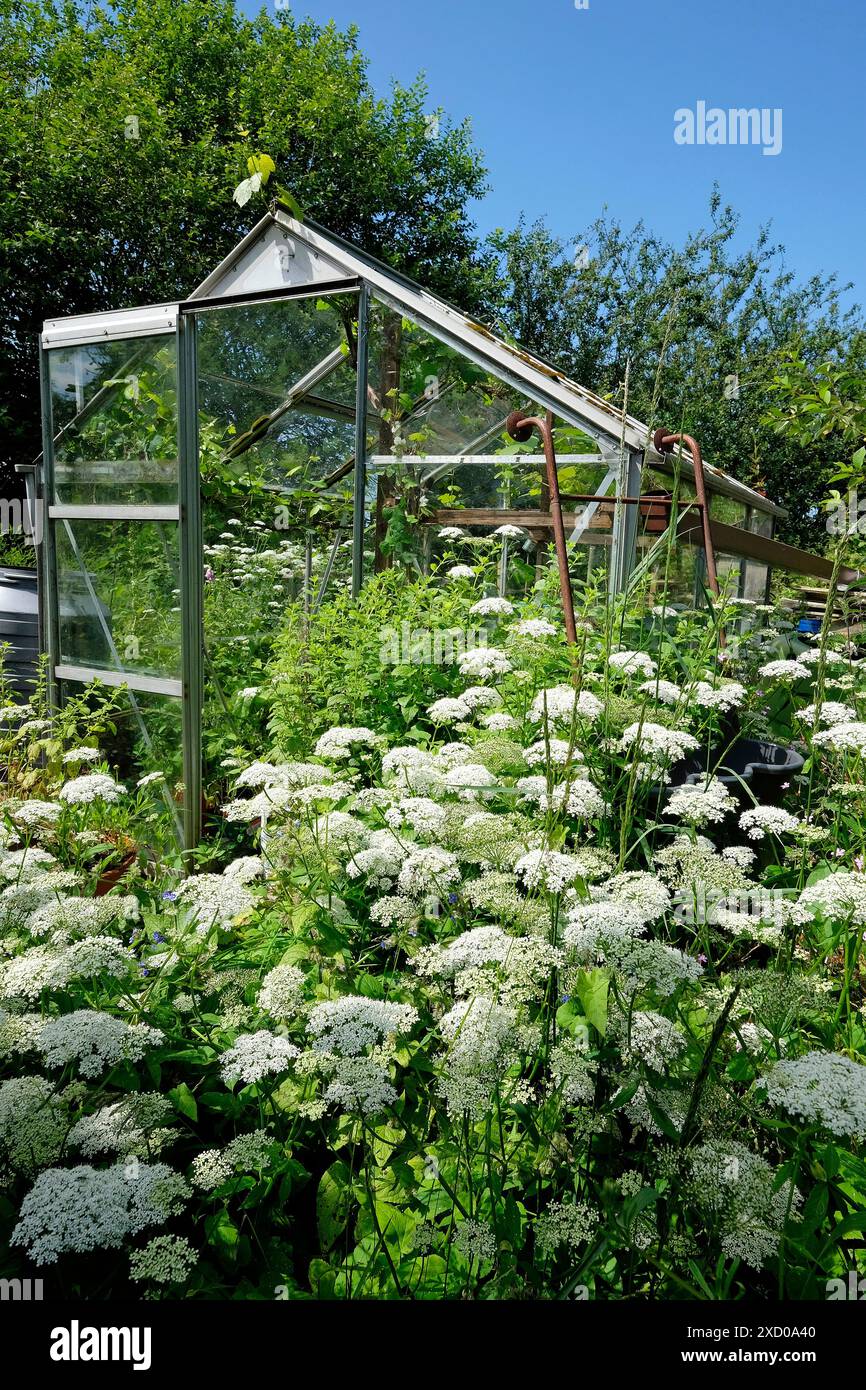 giardino di riparto sovrastato, norfolk settentrionale, inghilterra Foto Stock