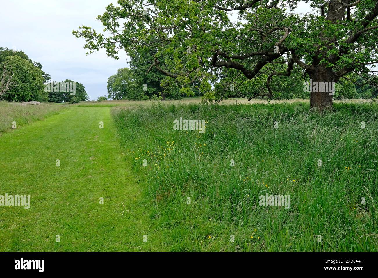 erba tagliata falciata con prato naturale, earlham park, norwich, norfolk, inghilterra Foto Stock