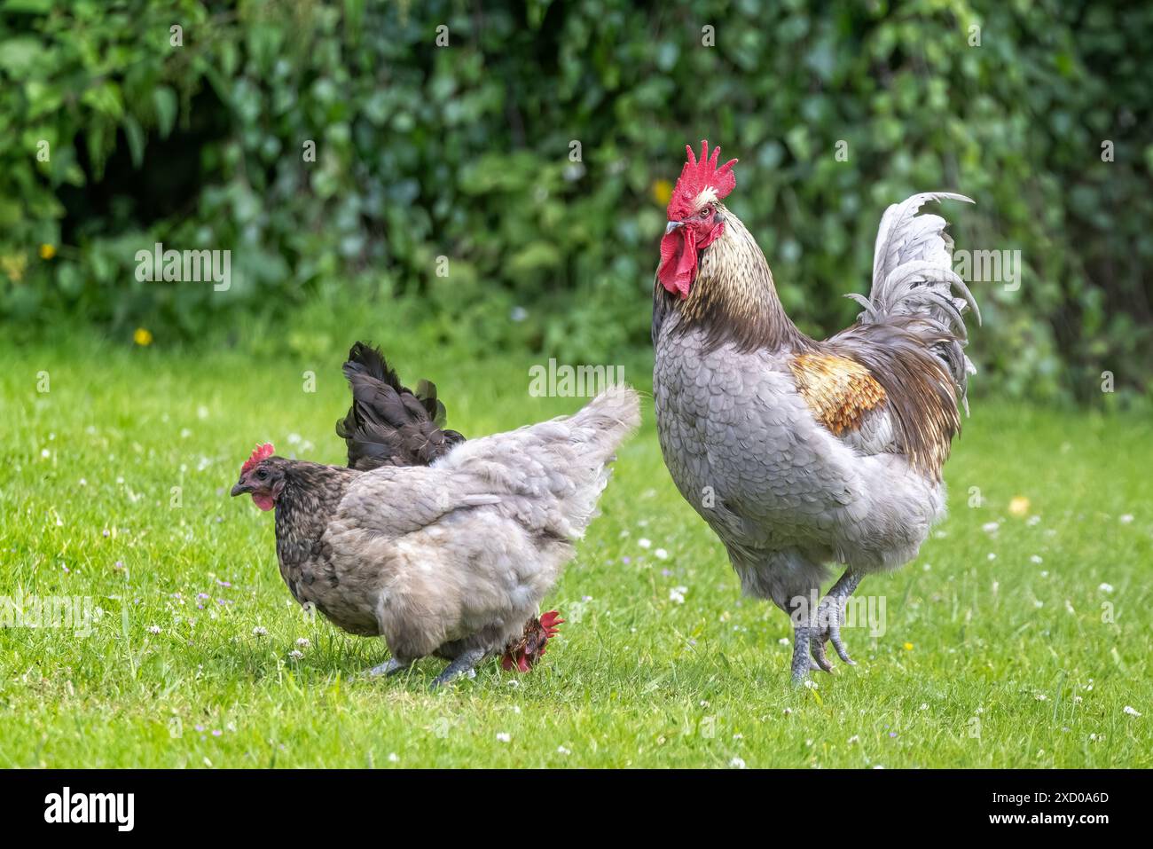 Primo piano del maestoso galletto con pettine rosso e due galline nel prato erboso. Foto Stock