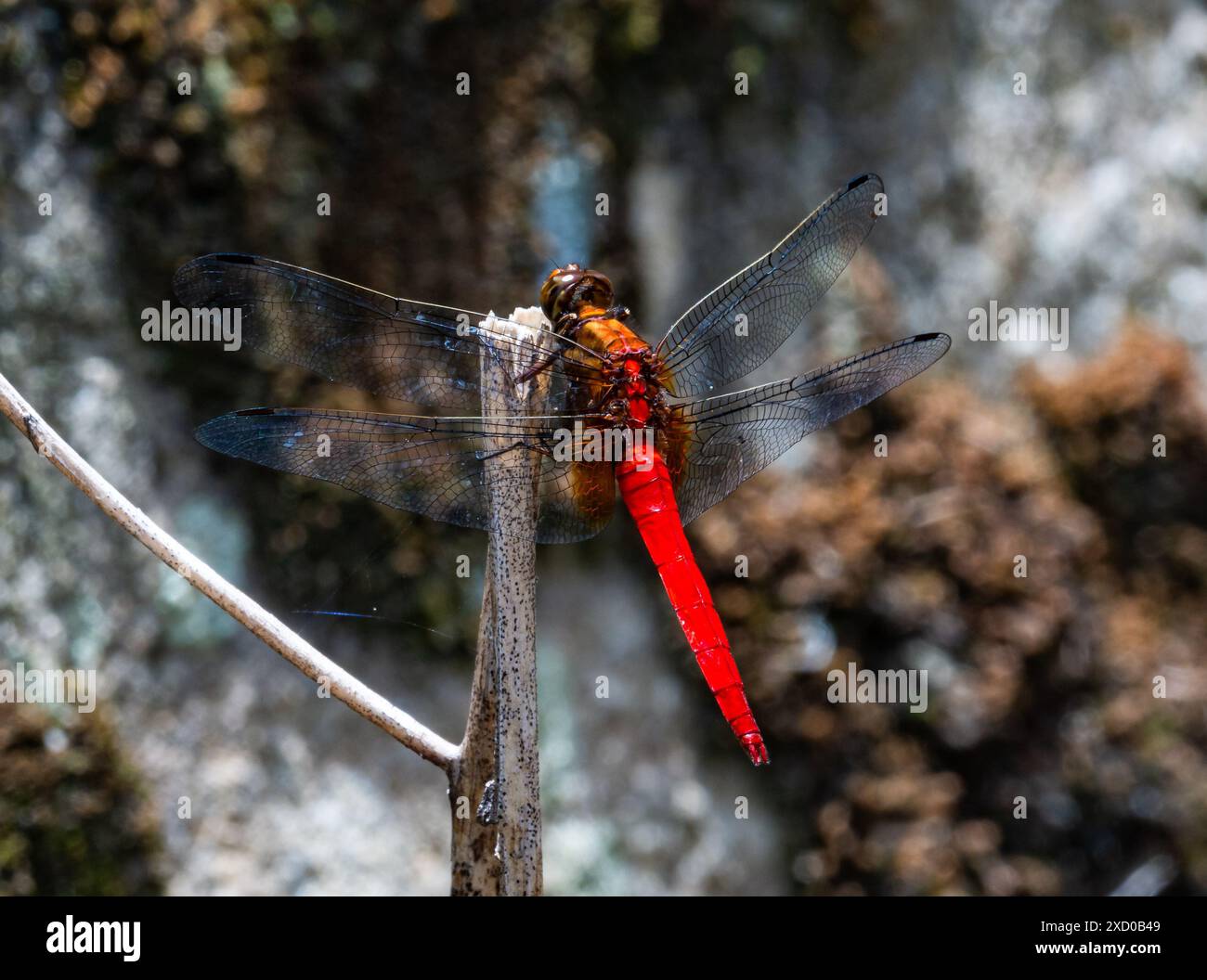 Un rosso brillante Dragonfly Crimson Dropwing (Orthetrum testaceum) arroccato su un bastone. Sarawak, Borneo, Malesia. Foto Stock